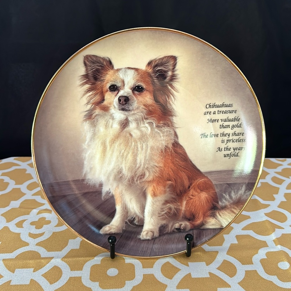 Darby Mint. Cherished Chihuahuas. Love They Share. No flaws.